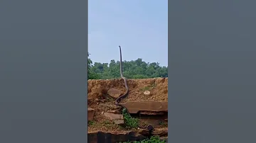 Big King Cobra 