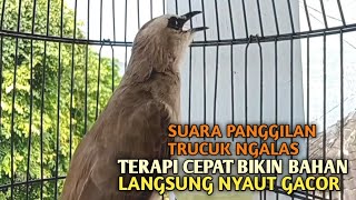 Trucuk BETINA memanggil Jantan Suara Birahi Ngecuplik 100% pancingan trucukan gacor agar BUNYI EMOSI