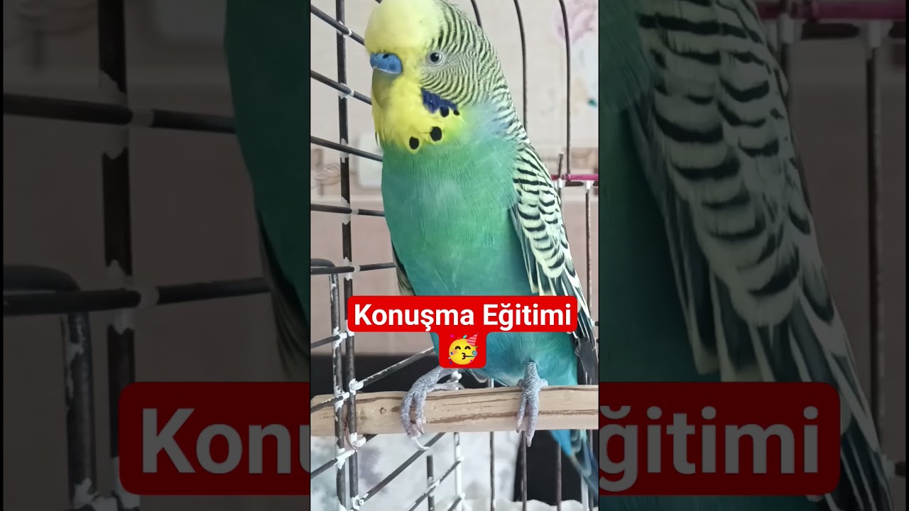 Muhabbet Kuşu Konuşma , Konuşturma Egitimi #muhabbetkuşu #birdsong #parrot #budgies