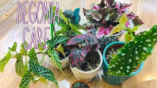 Begonia Care | Dealing with powdery mildew!