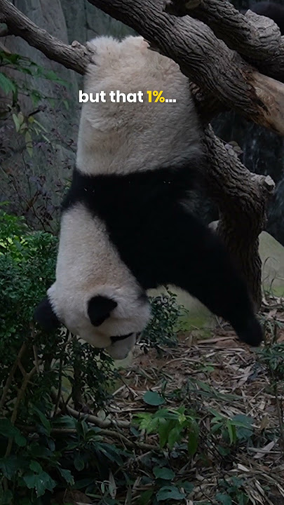 That's our Le Le! 🐼