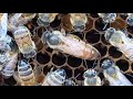 S2 ep11  sa majest la reine des abeilles 