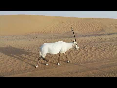 Arabian Oryx at Dubai Desert Conservation Reserve 27.08.2022