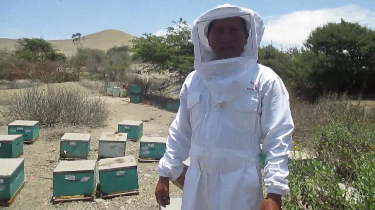 Crianza de reyna en Perú lección 2