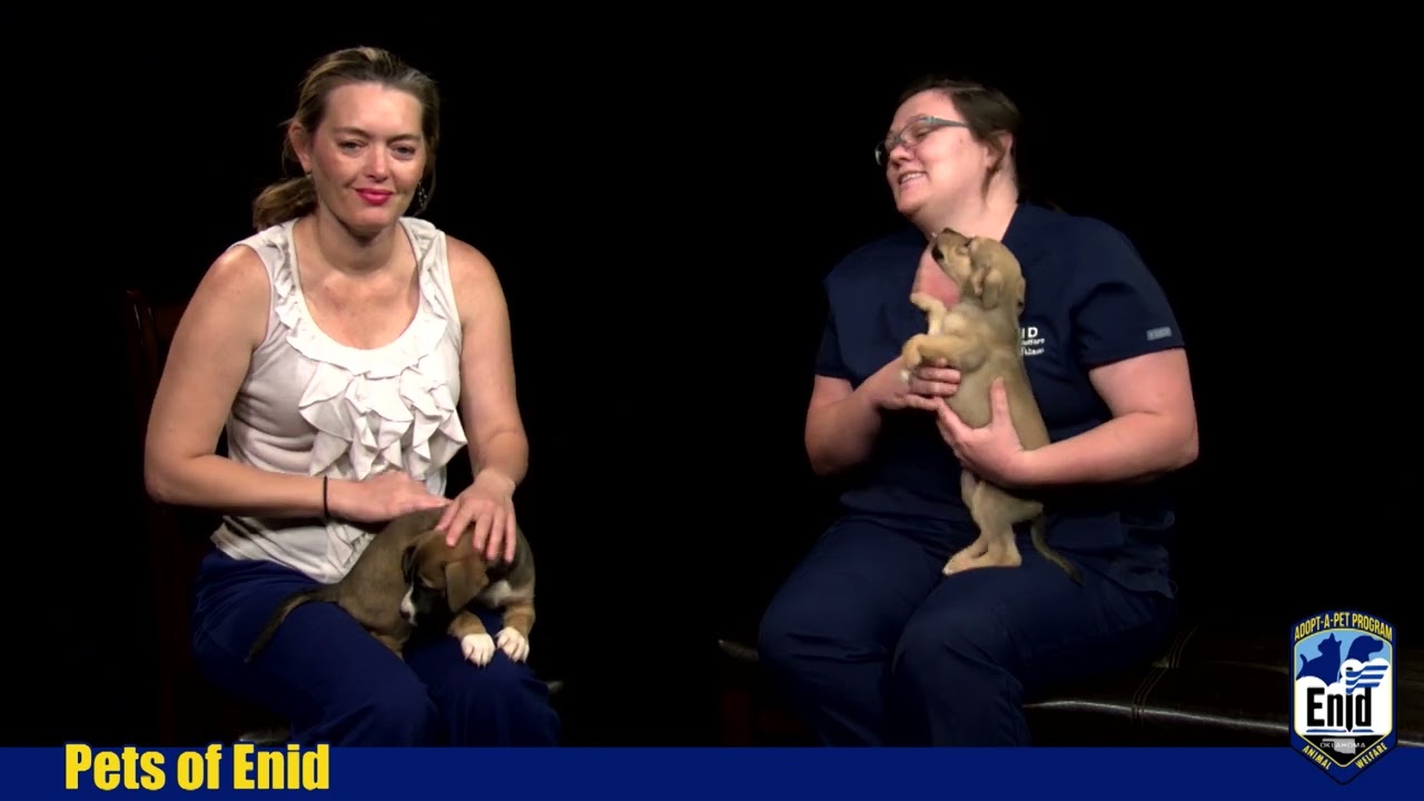 Pets of Enid 08/11/2022 YouTube