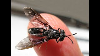 картинка: Муха черная львинка, ее яйца и личинки уже в продуктах питания