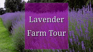 Lavender Farm: Behind the Scenes Tour