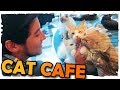 CAT CAFE - A VIDA NO JAPÃO