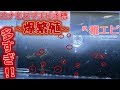 【リセット】放置していたミナミヌマエビ水槽が大変なことになっていた・・・【ふぶきテトラ】