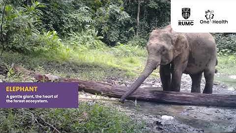 RUMC One Health Field Training: Wildlife Footage Captured by Camera Traps