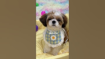 #น้องหมาน่ารัก #หมาเด็ก #ชิสุพุดเดิ้ล #หมาชิสุ #ลูกสุนัข #สุนัข #ลูกหมา