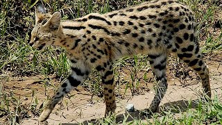 Serval therian compilation (requested by @ABook_ofRandom #serval #serval therian #fypシ #therianth