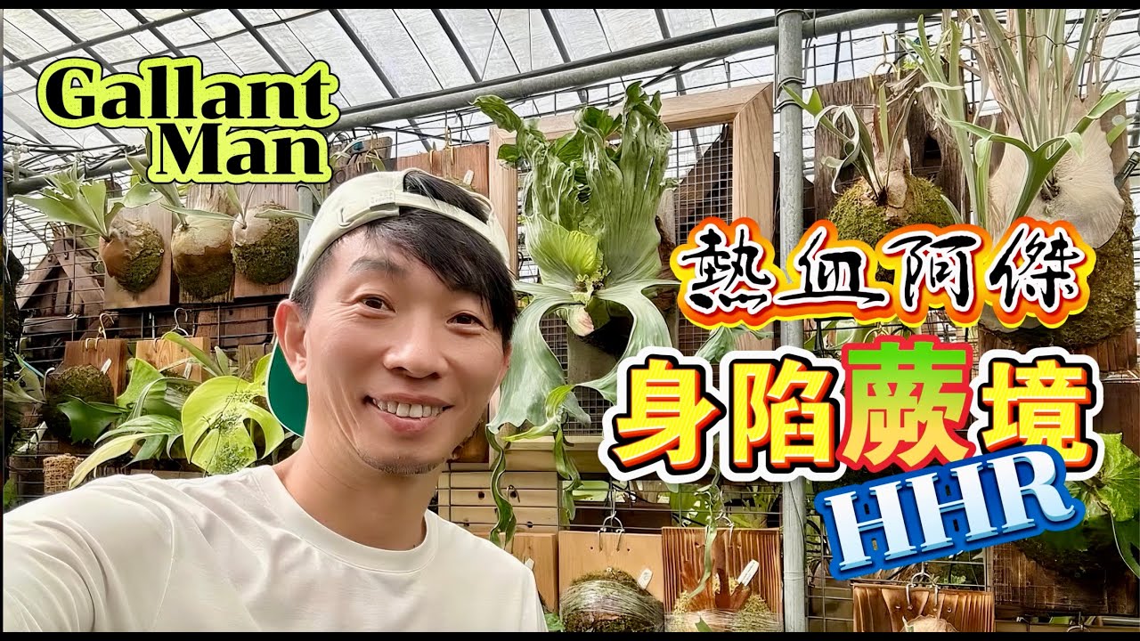 鹿角蕨捲捲神獸Grace熱血阿傑HHR鹿角蕨秘境溫室完整開箱（比阿傑更熱血玩家黃鳥哥