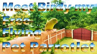 Meet Birdy My Free Flying Pet Parrotlet YouTube