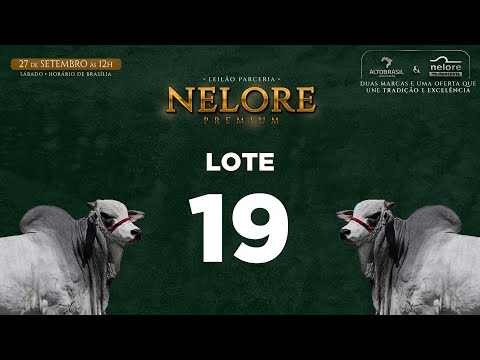 LOTE 19   MNS 12913