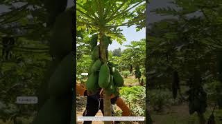 Papaya Farming: How Visual Checks Convert Raw Fruits Into Market Goods