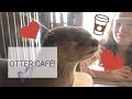 Otter Cafe!! + Ferrets and Hedgehogs