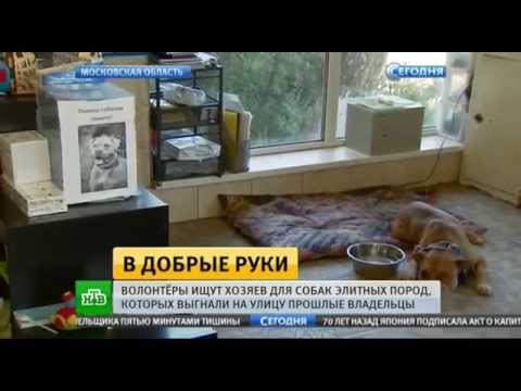 День защиты бездомных животных!