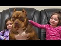 Funniest Pit Bulls | Cute Pit bulls with Kids