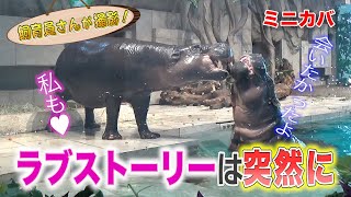 ミニカバのモトモト＆フルフル 同居再開！