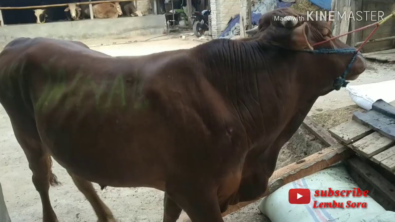 Proses pengiriman sapi ke Jakarta dari ternak lembu sora 