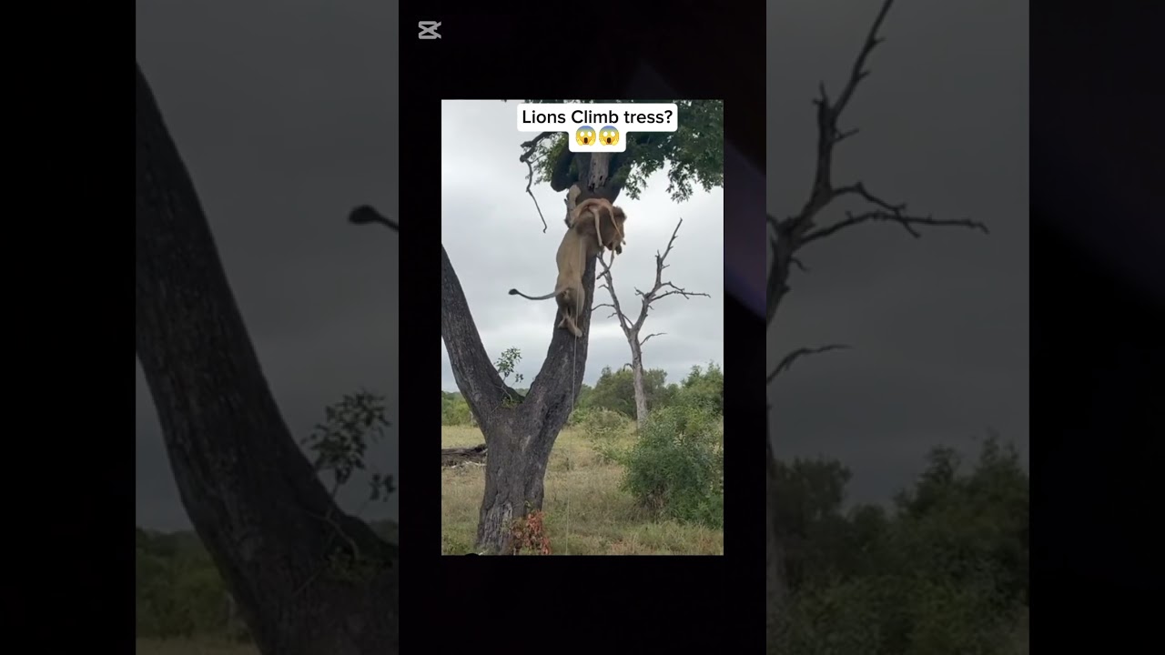 Lion climbing tree wild life animals Natgeo wild animals 