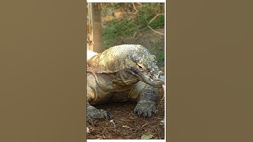 Bí Ẩn Rồng Komodo Giết Chết Con Mồi Bằng Nộc Độc #shorts #doanlongdiscovery