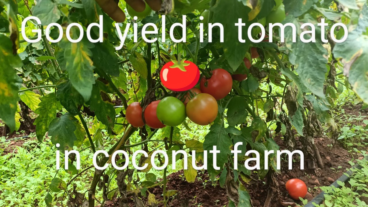 Good yield in tomato inside coconut farm 
