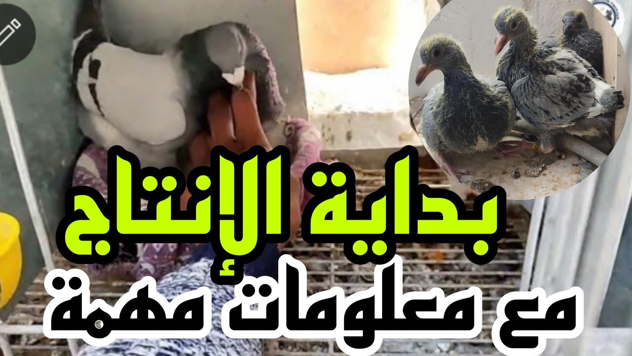 بداية انتاج الحمام الخنيسي والحمام الزينة لهذا الموسم مع معلومات للمبتدئين لتفاذي امراض الحمام