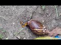 Snail info abt the change in pushup challenge date check description