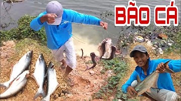 Câu cá tra sông | Trúng mánh bầy cá tra giật liên tục