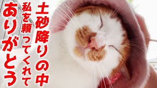 大雨の中ずぶ濡れで駆け込んできた庭子猫に胸が打たれました[三毛母猫と子猫]