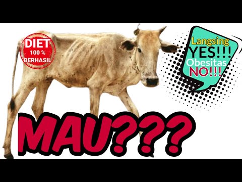 Obat cacing cocok untuk sapi kurus - Sapi cacingan - Obat cacing sapi terbaik