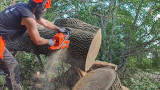 Bucking large oak tree with Husqvarna 372xp _ AXEHOLE LOGGER