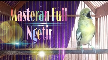 Pancingan Cipo, Cipow, Cipoh, Sirtu,Sirpu Agar Cepat Birahi, Full Ngetir Dan Gacor