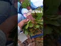 قات تخازين يبيض الوجه صبيا ابوعريش شويره عثوان775678964 قات تخازين يبيض الوجه صبيا ابوعريش شويره عثوان775678964