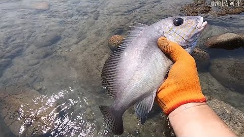 Trải Nghiệm Bắt Hải Sản Ven Biển Khi Thủy Triều Rút Hải Sản Tươi Ngon