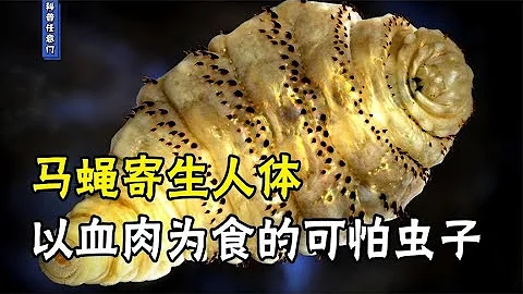 男子隱私部位被馬蠅寄生疼痛難忍，寄生人體以血肉為食的可怕蟲子【科普任意門】 - 天天要聞