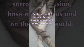 Divine Mercy #cat #catvideos #christian #catholic #church #ortho #christ #bible #cats #divinemercy