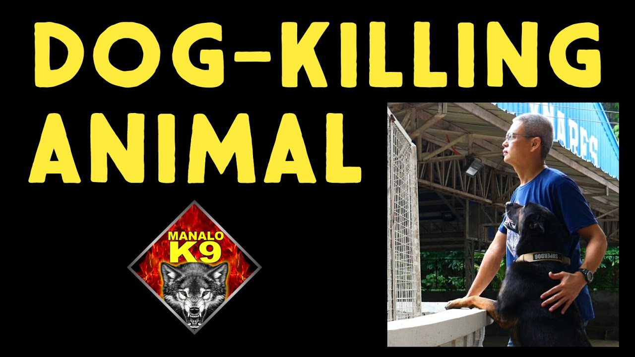 TOAD / FROG Poisoning in Dogs YouTube