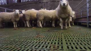 Buildings: plastic sheep slats in Kerry