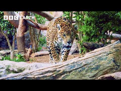 The 'Warriors' Fighting to Defend The Amazon | Guardians | BBC Earth
