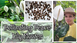 90 Seconds of Green : Pollinating a Peace Lily Flower