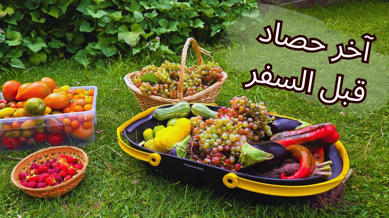 حصدت كل شي قبل السفر🍅🥕