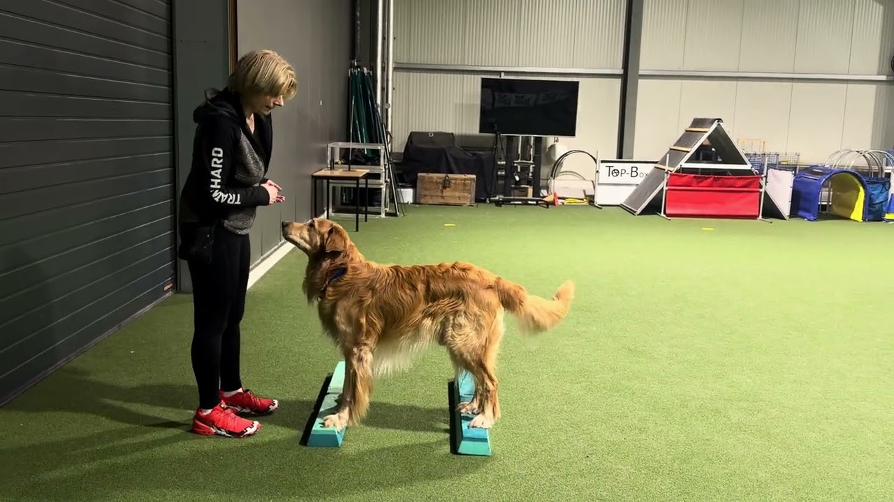 Hundetraining