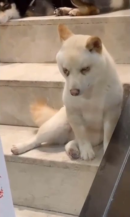 Download lagu aku sunggu ngantuk kau tau๐ด ๐น:puppyy520 #shorts #animals #anjing #dog