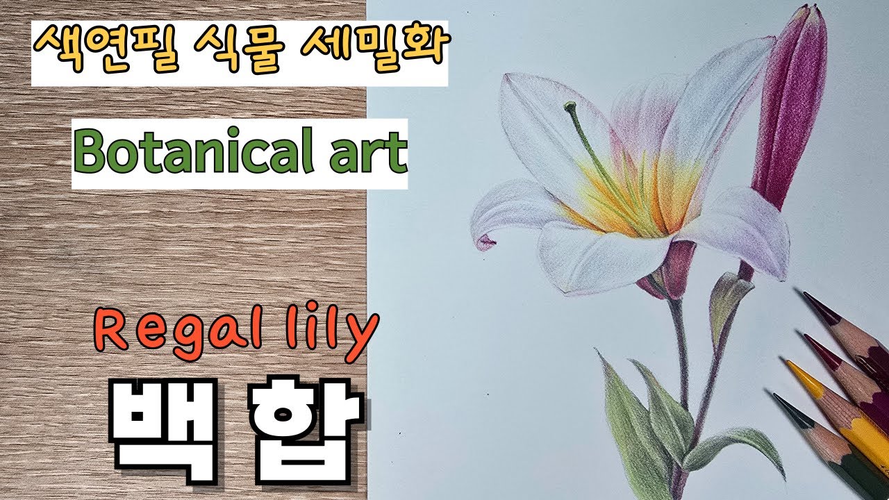 초보자를 위한 색연필로 그리는 백합 / 보태니컬 아트  / Lily Drawing with Colored Pencils for Beginners / Botanical Art
