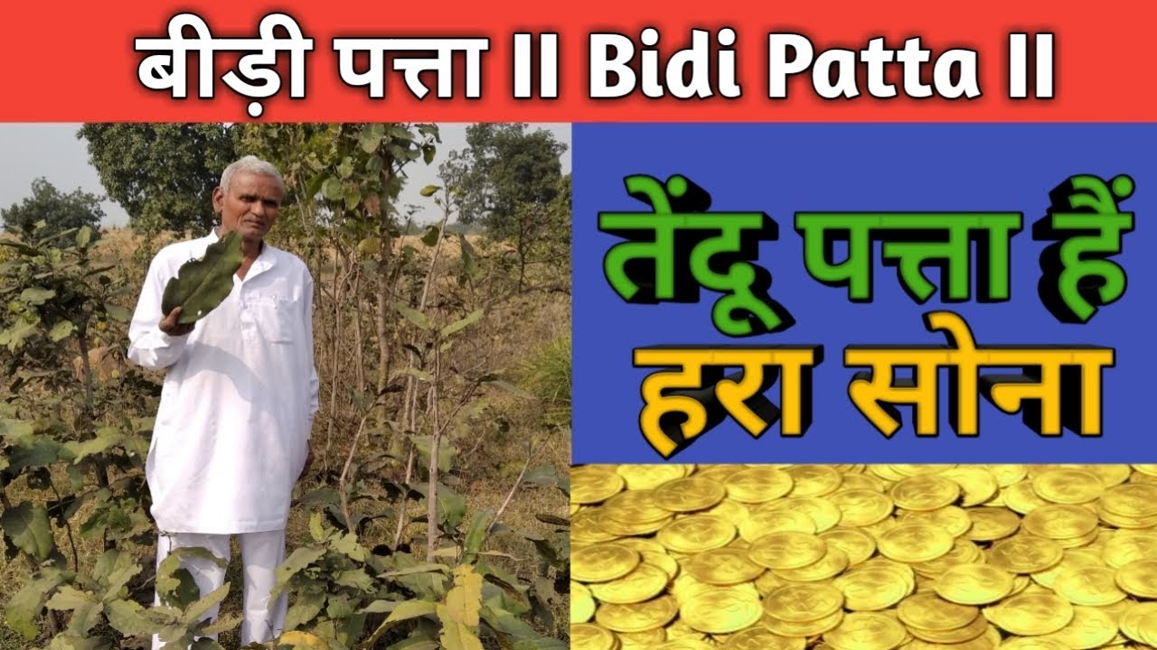 Bidi Patta II बीड़ी पत्ता II तेंदू पत्ता II हरा सोना