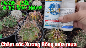 Cactus  care  in the rainy season - Chăm sóc Xương Rồng mùa mưa #xuongrong ,#cacti
