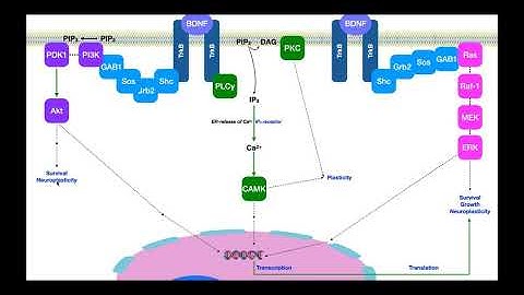 Brain-Derived Neurotrophic Factor (BDNF) | Signaling & Mechanism